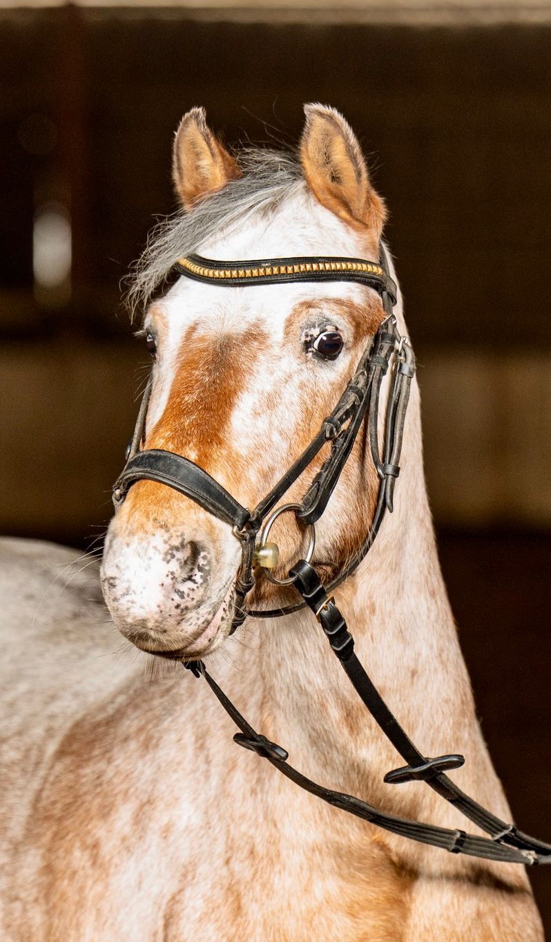 Horse Image
