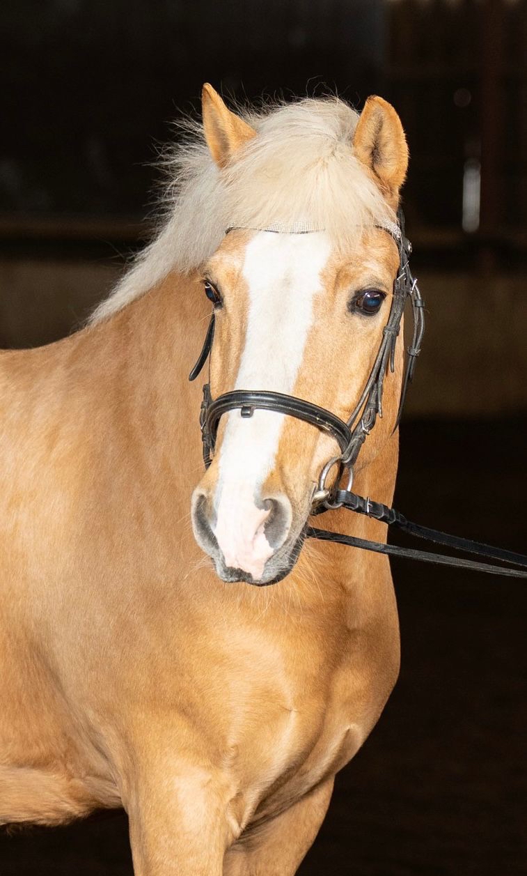 Horse Image
