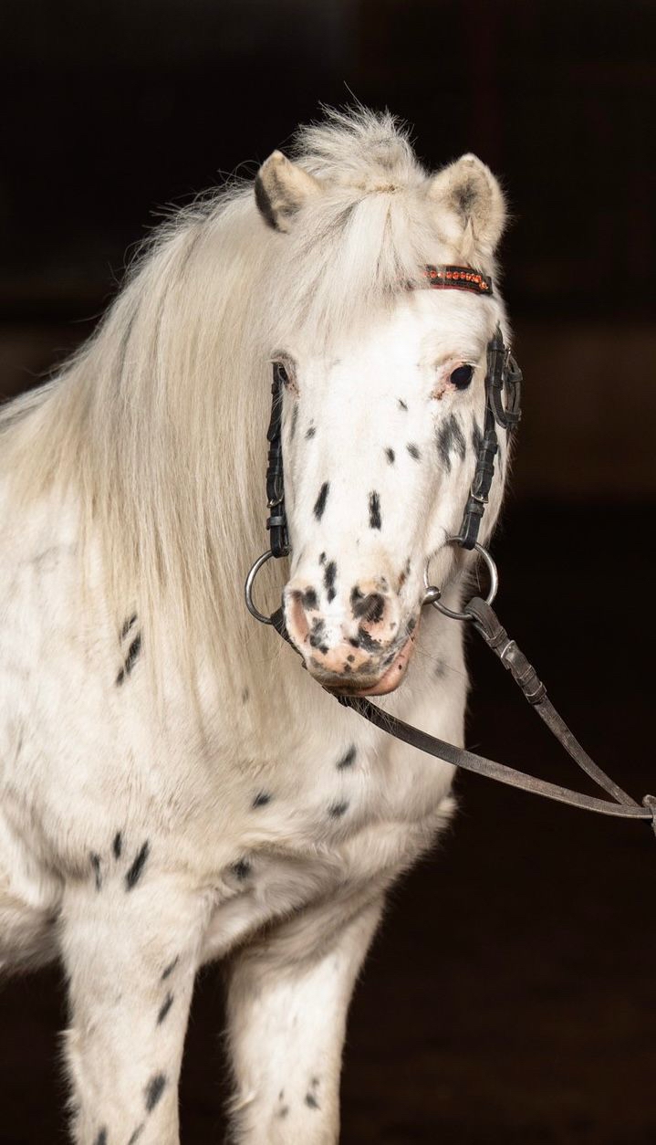 Horse Image