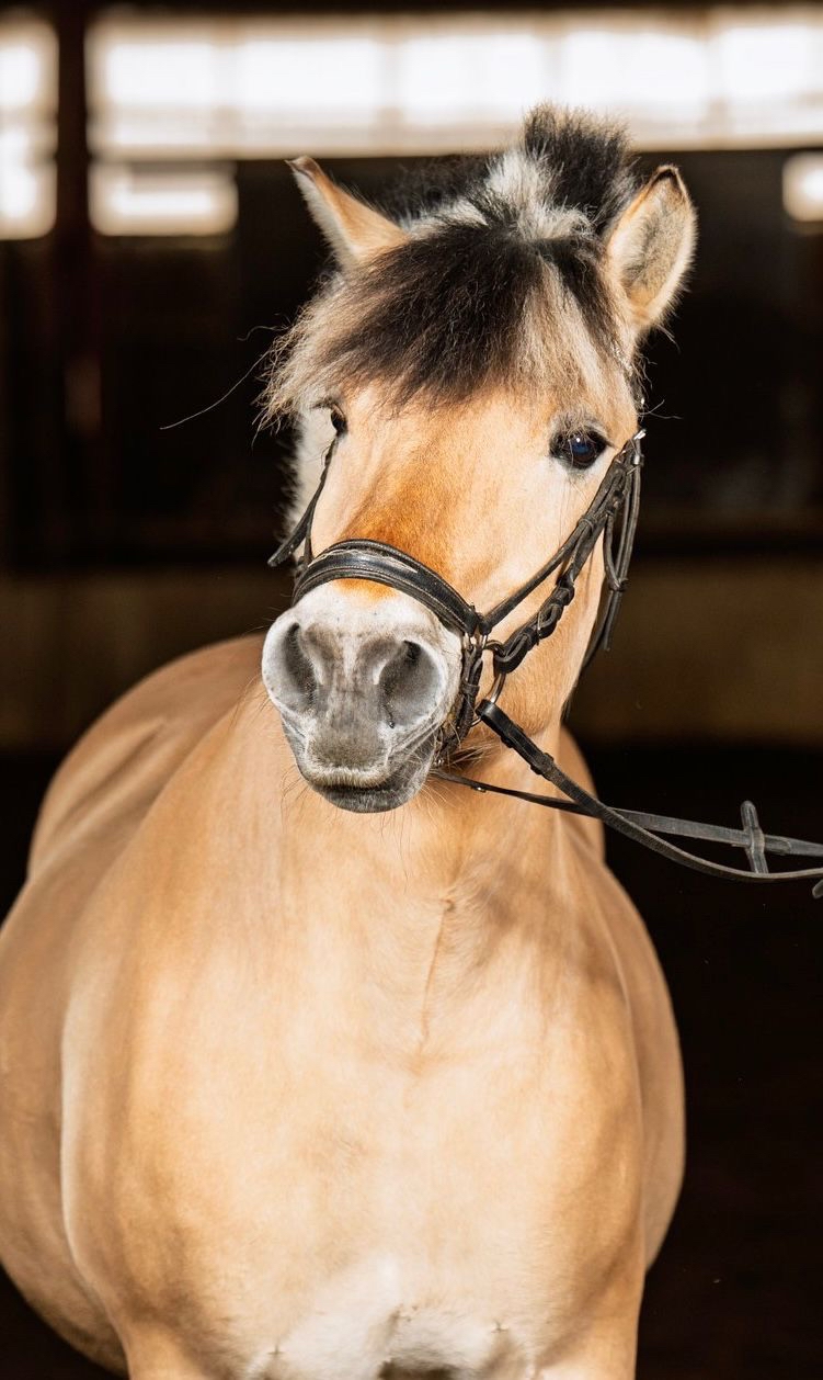 Horse Image