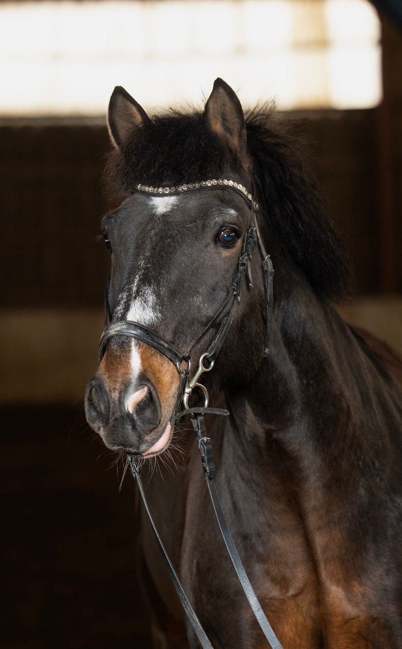 Horse Image