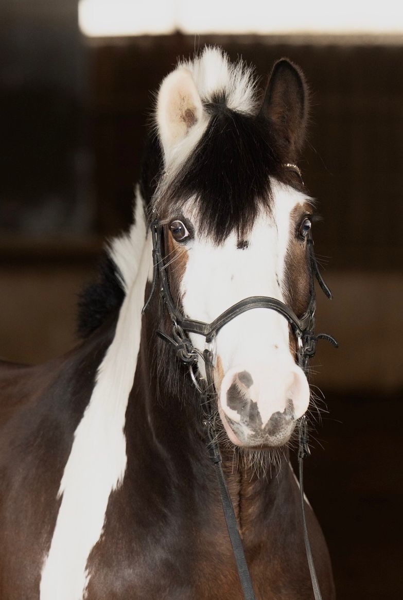 Horse Image