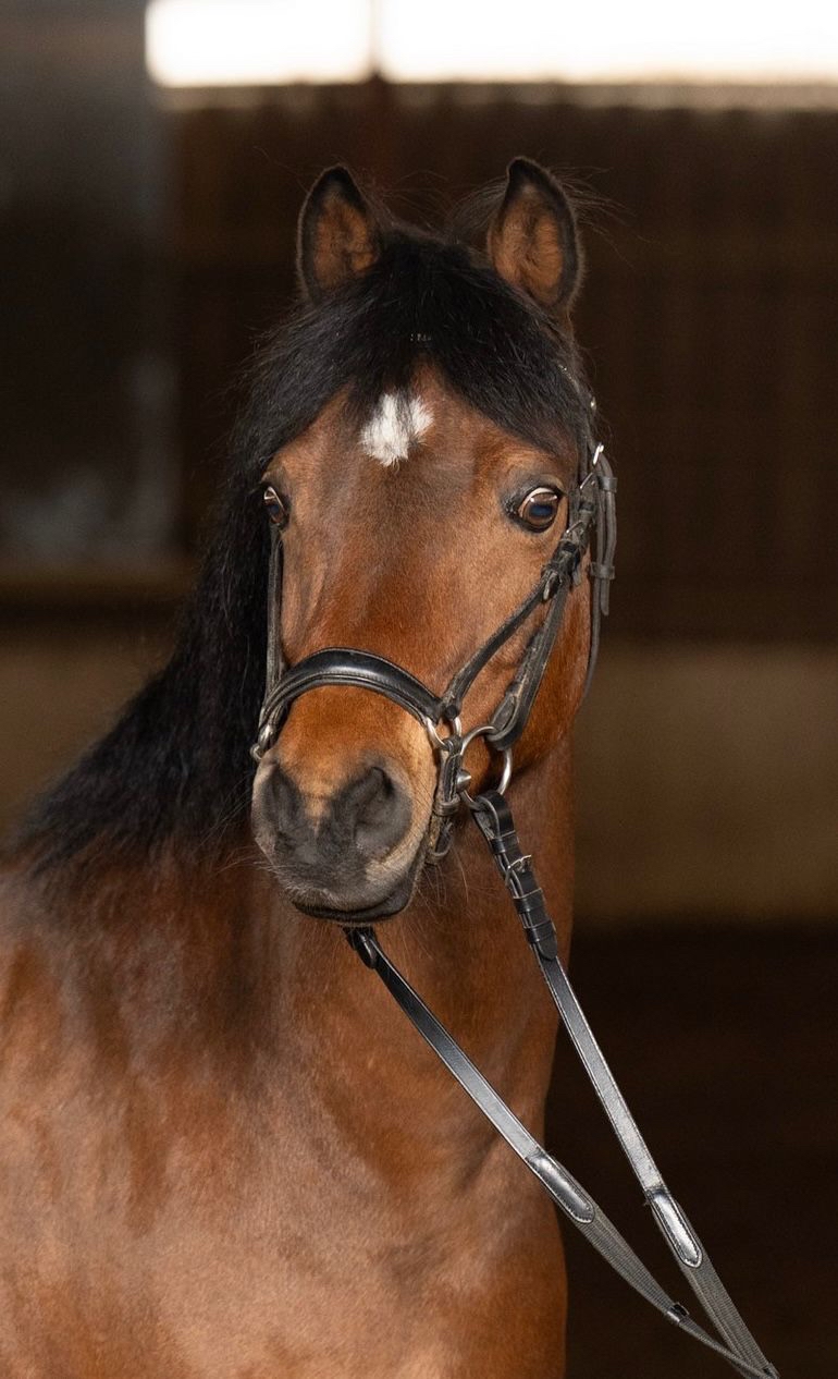 Horse Image