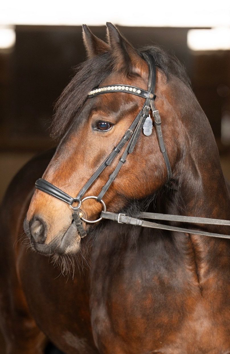 Horse Image