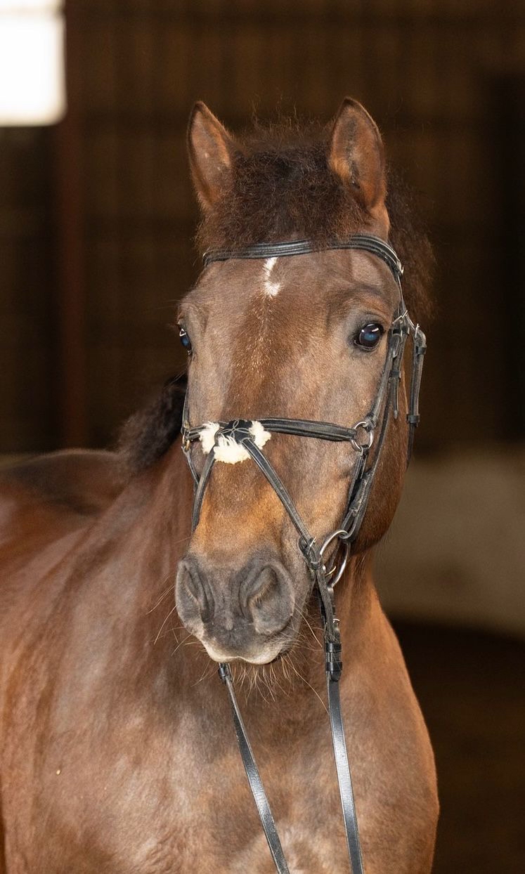 Horse Image