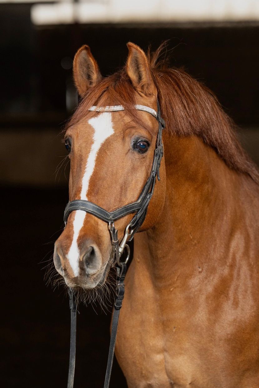 Horse Image